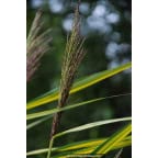 PHRAGMITES australis 'Variegatus' PHRAGMITES australis 'Variegatus'
