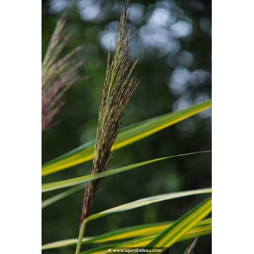 PHRAGMITES australis \'Variegatus\' - Roseau commun panaché / Variegated Common Reed