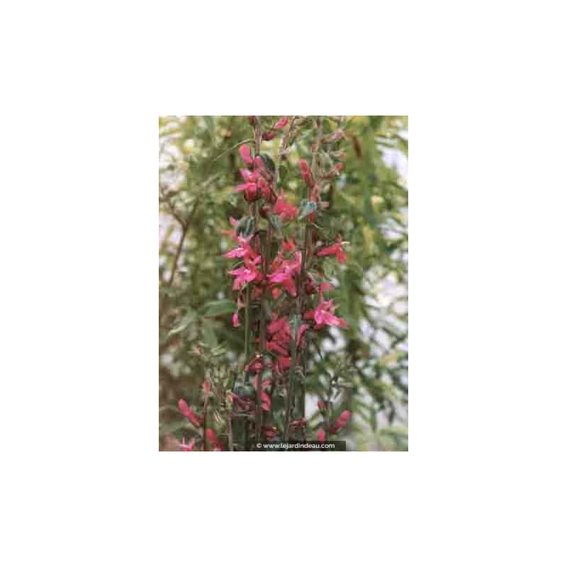 Lobelia 'Pink Flamingo' Lobelia 'Pink Flamingo'