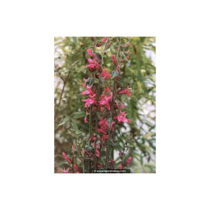 Lobelia  'Pink Flamingo'