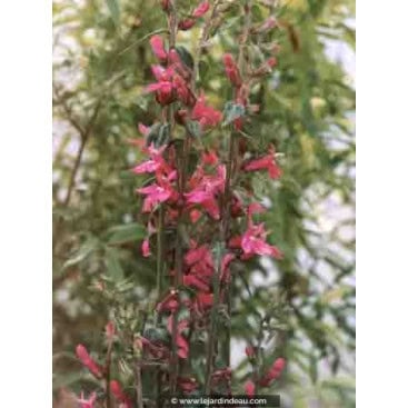 LOBELIA x speciosa \'Pink Flamingo\' - Lobélie spéciosa rose