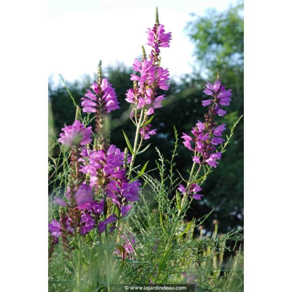 PHYSOSTEGIA virginiana 'Red Beauty'
