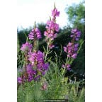 PHYSOSTEGIA virginiana 'Red Beauty' PHYSOSTEGIA virginiana 'Red Beauty'