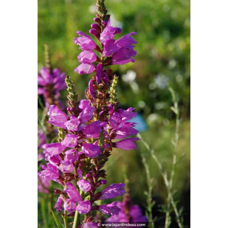 PHYSOSTEGIA virginiana 'Red Beauty' PHYSOSTEGIA virginiana 'Red Beauty'