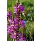 PHYSOSTEGIA virginiana 'Red Beauty' PHYSOSTEGIA virginiana 'Red Beauty'