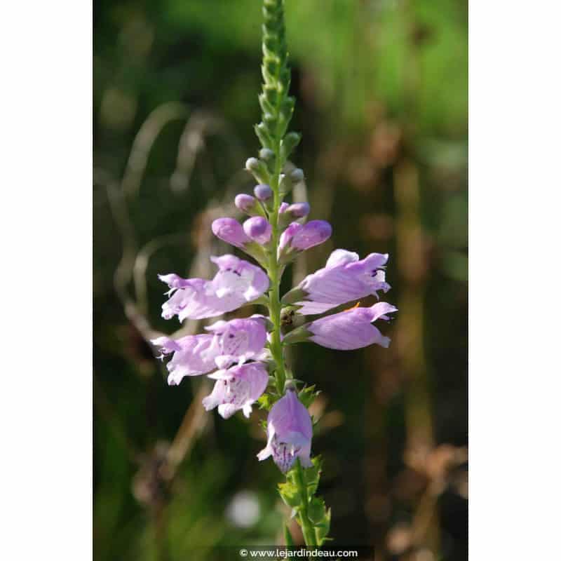 Physostegia virginiana subsp. speciosa 'Bouquet Rose' Physostegia virginiana subsp. speciosa 'Bouquet Rose'