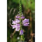 Physostegia virginiana subsp. speciosa 'Bouquet Rose' Physostegia virginiana subsp. speciosa 'Bouquet Rose'