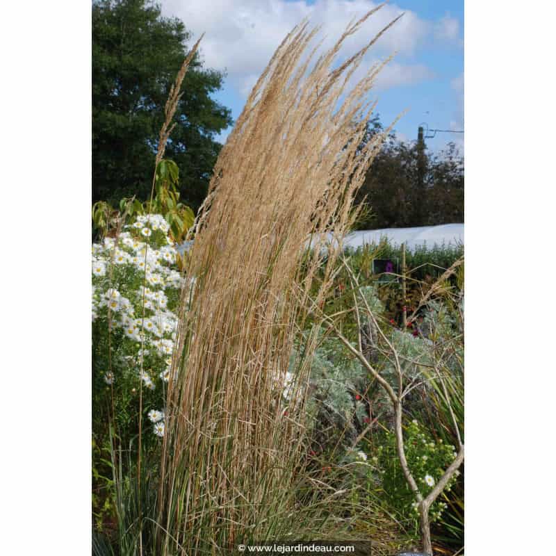 CALAMAGROSTIS x acutiflora 'Overdam' CALAMAGROSTIS x acutiflora 'Overdam'