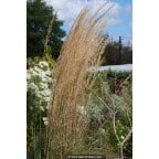 CALAMAGROSTIS x acutiflora 'Overdam' CALAMAGROSTIS x acutiflora 'Overdam'