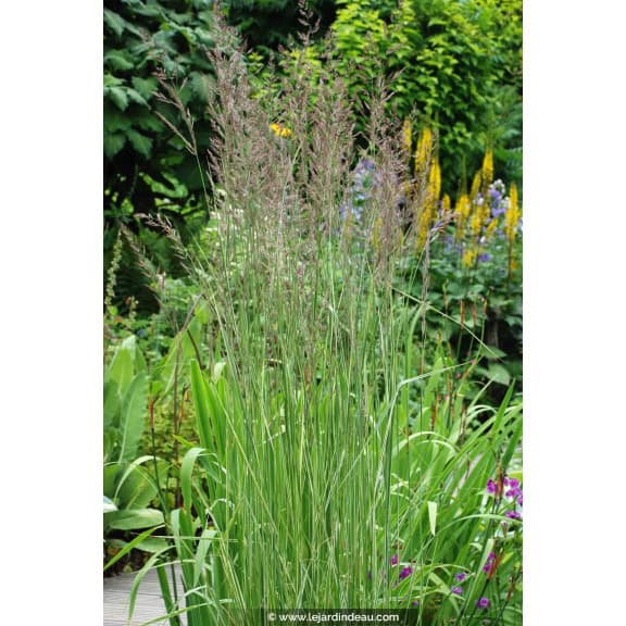 CALAMAGROSTIS x acutiflora 'Overdam'
