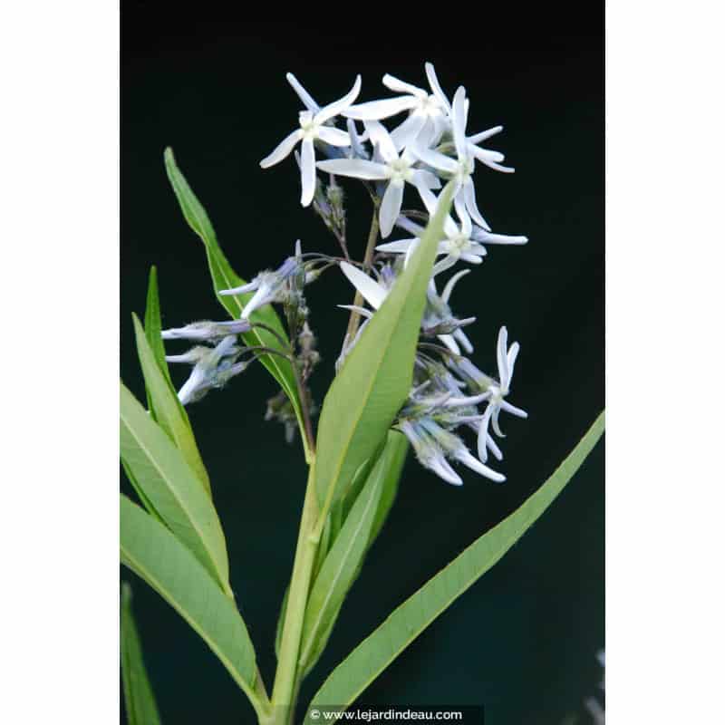 AMSONIA tabernaemontana AMSONIA tabernaemontana