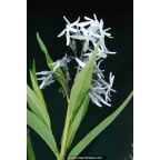 AMSONIA tabernaemontana AMSONIA tabernaemontana