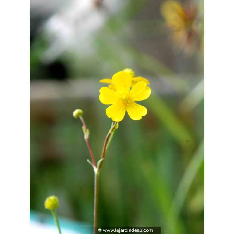 RANUNCULUS flammula RANUNCULUS flammula