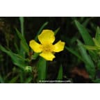 RANUNCULUS lingua RANUNCULUS lingua