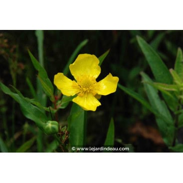 RANUNCULUS lingua - Renoncule / Grande douve.