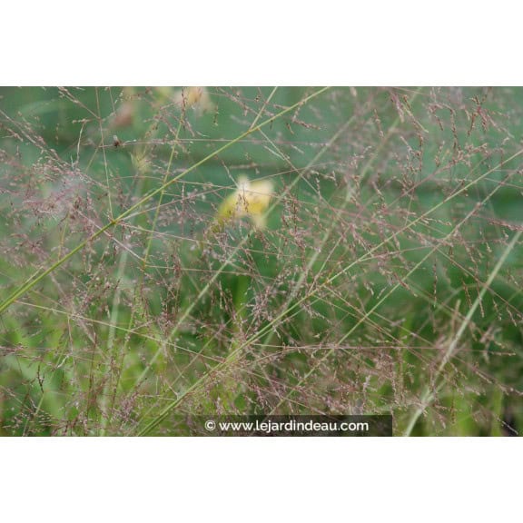 SPOROBULUS airoides