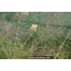 SPOROBULUS airoides SPOROBULUS airoides