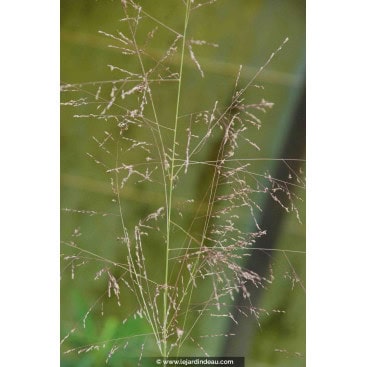 SPOROBULUS airoides - Herbe perlée