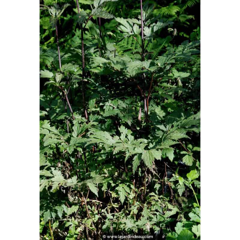 ACTAEA simplex 'Atropurpurea Group'