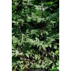 ACTAEA simplex 'Atropurpurea Group'