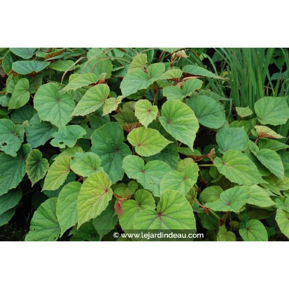 BEGONIA grandis subsp. evensiana var. alba