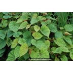 BEGONIA grandis subsp. evensiana var. alba BEGONIA grandis subsp. evensiana var. alba