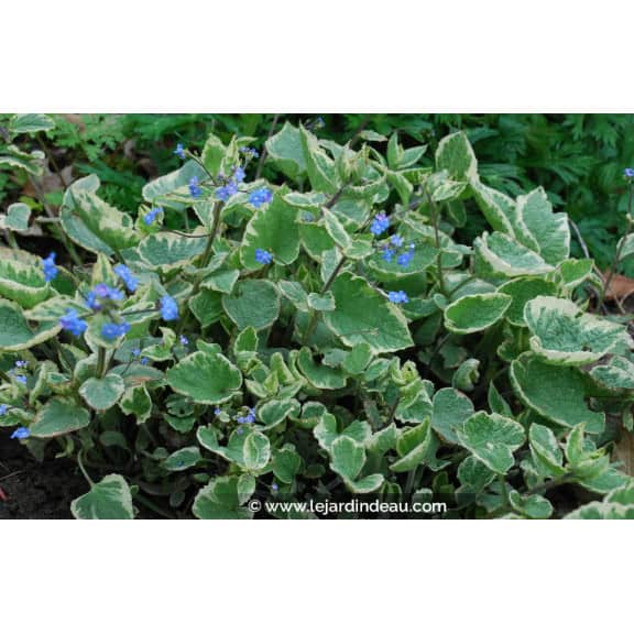 BRUNNERA macrophylla 'Hadspen Cream'