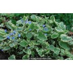 BRUNNERA macrophylla 'Hadspen Cream' BRUNNERA macrophylla 'Hadspen Cream'