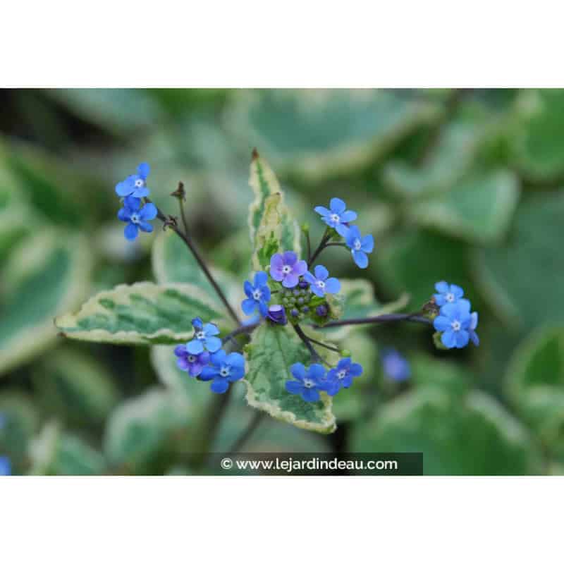 BRUNNERA macrophylla 'Hadspen Cream' BRUNNERA macrophylla 'Hadspen Cream'