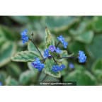 BRUNNERA macrophylla 'Hadspen Cream' BRUNNERA macrophylla 'Hadspen Cream'