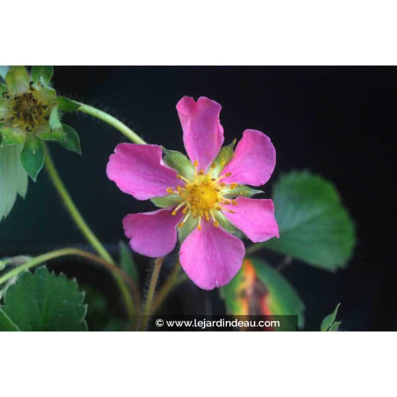 FRAGARIA 'Pink Panda' FRAGARIA 'Pink Panda'