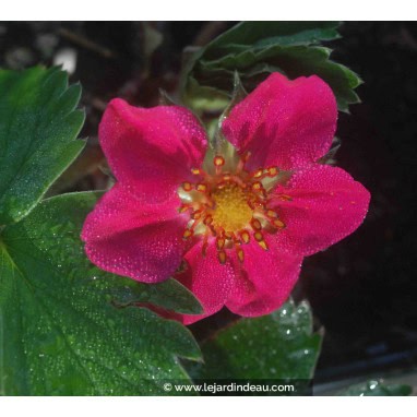 FRAGARIA \'Red Ruby\' - Fraisier d\'ornement à fleurs rouge