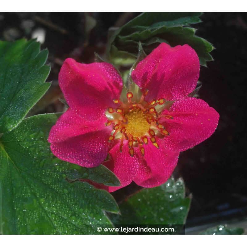 FRAGARIA 'Red Ruby' FRAGARIA 'Red Ruby'