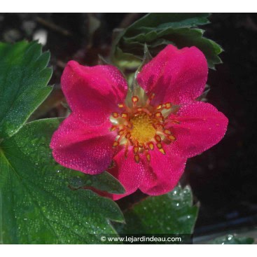 FRAGARIA \'Red Ruby\' - Fraisier d\'ornement à fleurs rouge