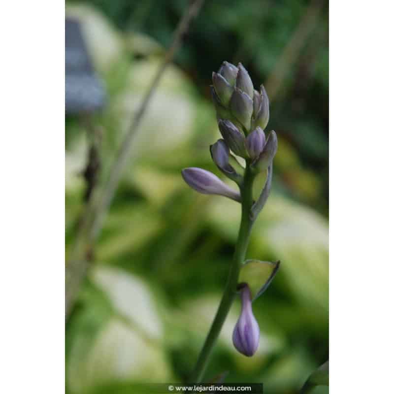 HOSTA 'Captain Kirk' HOSTA 'Captain Kirk'