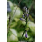 HOSTA 'Captain Kirk' HOSTA 'Captain Kirk'