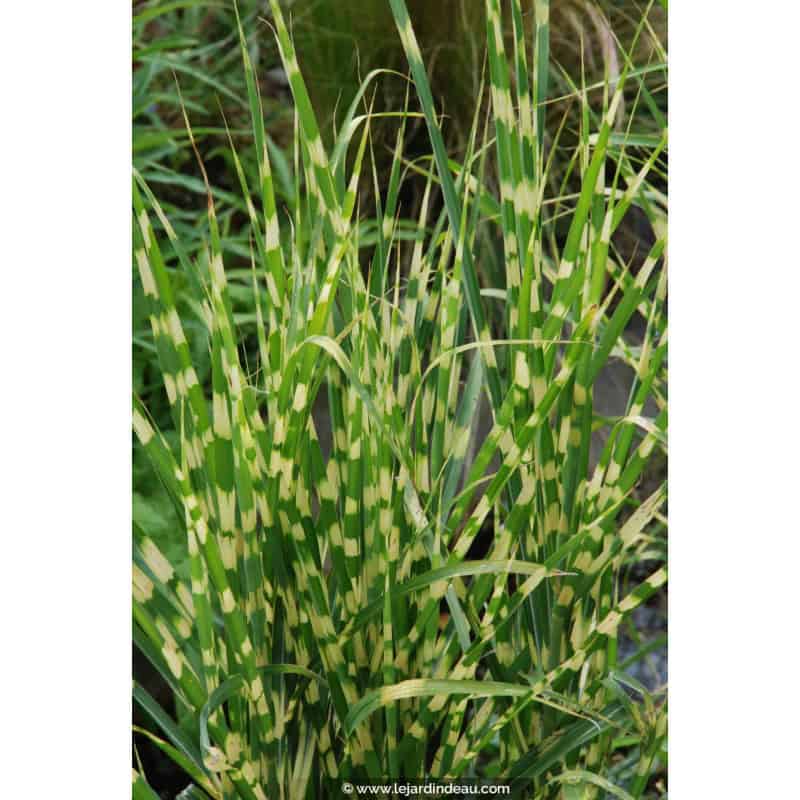 MISCANTHUS sinensis 'Gold Bar' MISCANTHUS sinensis 'Gold Bar'