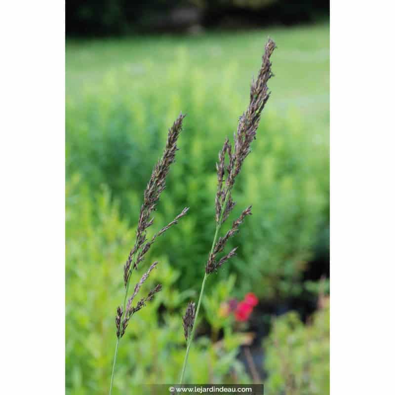 MOLINIA caerulea subsp. arundinacea 'Fontäne' MOLINIA caerulea subsp. arundinacea 'Fontäne'