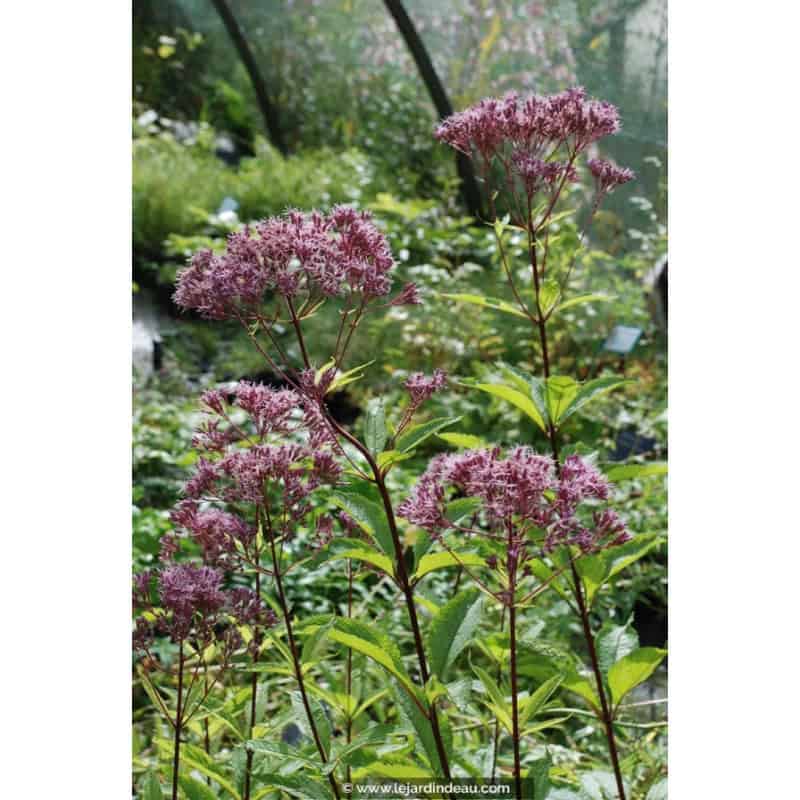 EUPATORIUM purpureum 'Phantom' EUPATORIUM purpureum 'Phantom'
