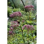 EUPATORIUM purpureum 'Phantom' EUPATORIUM purpureum 'Phantom'