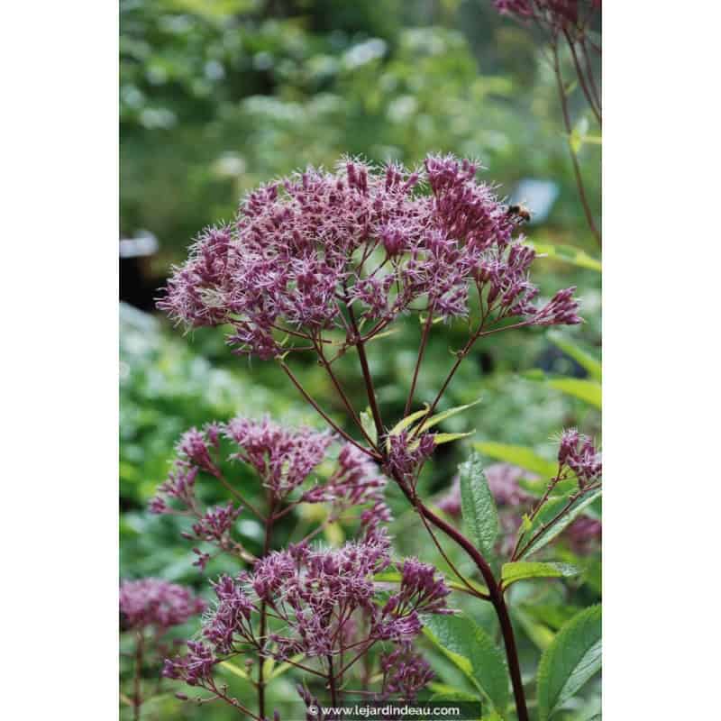 EUPATORIUM purpureum 'Phantom' EUPATORIUM purpureum 'Phantom'