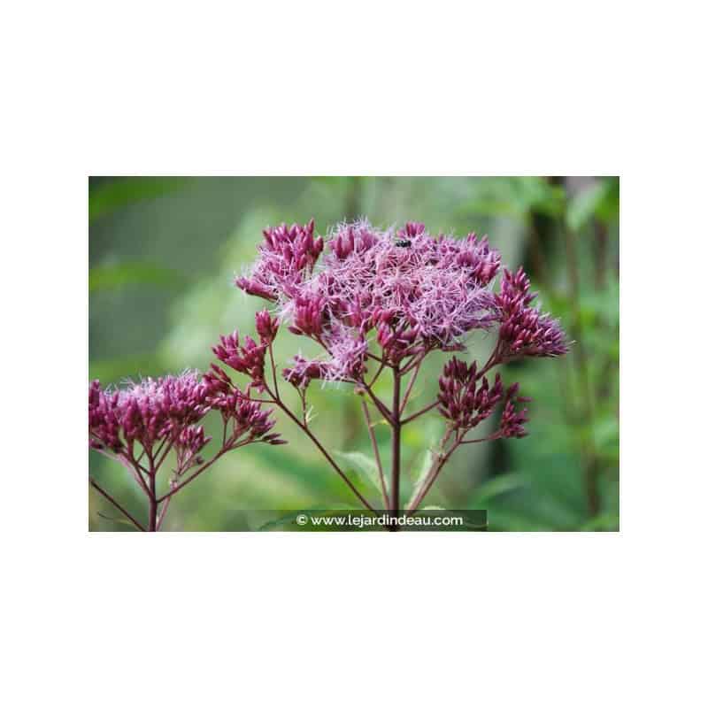 EUPATORIUM purpureum 'Red Dwarf' EUPATORIUM purpureum 'Red Dwarf'