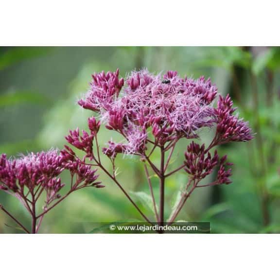EUPATORIUM purpureum 'Red Dwarf'
