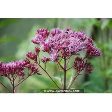 EUPATORIUM purpureum \'Red Dwarf\' - Eupatoire