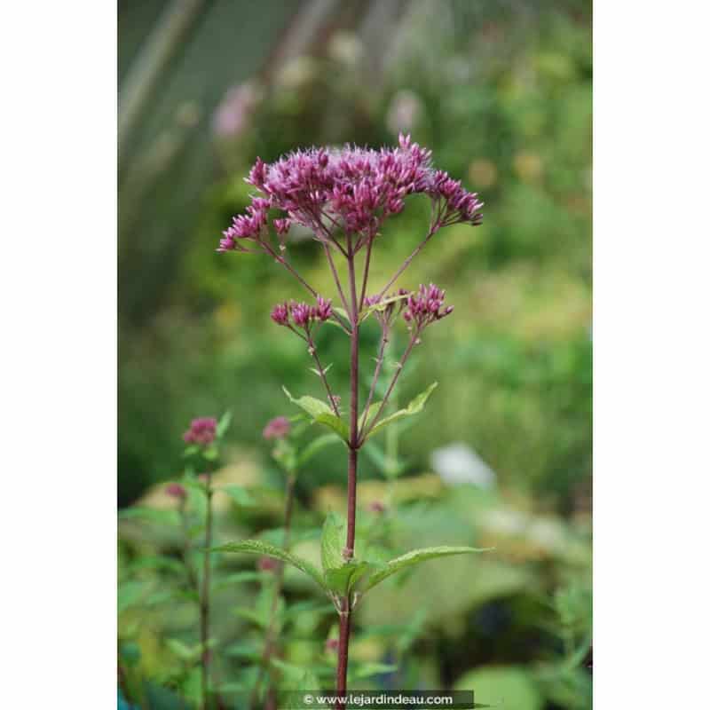 EUPATORIUM purpureum 'Red Dwarf' EUPATORIUM purpureum 'Red Dwarf'