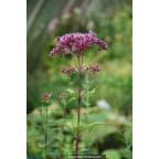 EUPATORIUM purpureum 'Red Dwarf' EUPATORIUM purpureum 'Red Dwarf'