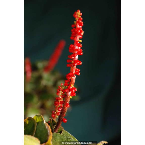 GUNNERA prorepens
