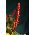 GUNNERA prorepens GUNNERA prorepens