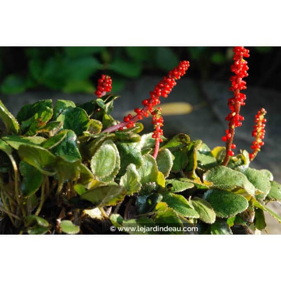 GUNNERA prorepens