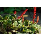 GUNNERA prorepens GUNNERA prorepens
